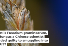 Wheat infected by Fusarium, a toxic fungus, has kernels that appear white with orange at the base. Klaus-Dietmar Gabbert/picture alliance via Getty Images